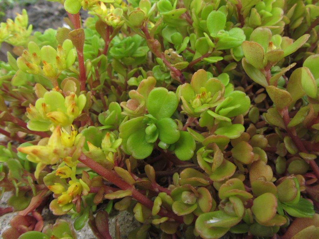 Sedum Emarginatum (Kuab Nplai Taub) Uses in Hmong Medicine