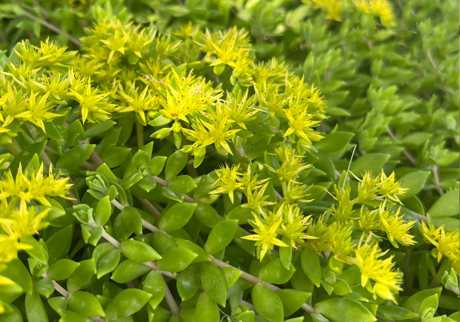 Stringing Stonecrop Sedum (Kuab Nplai Dib): A Versatile and Medicinal Plant