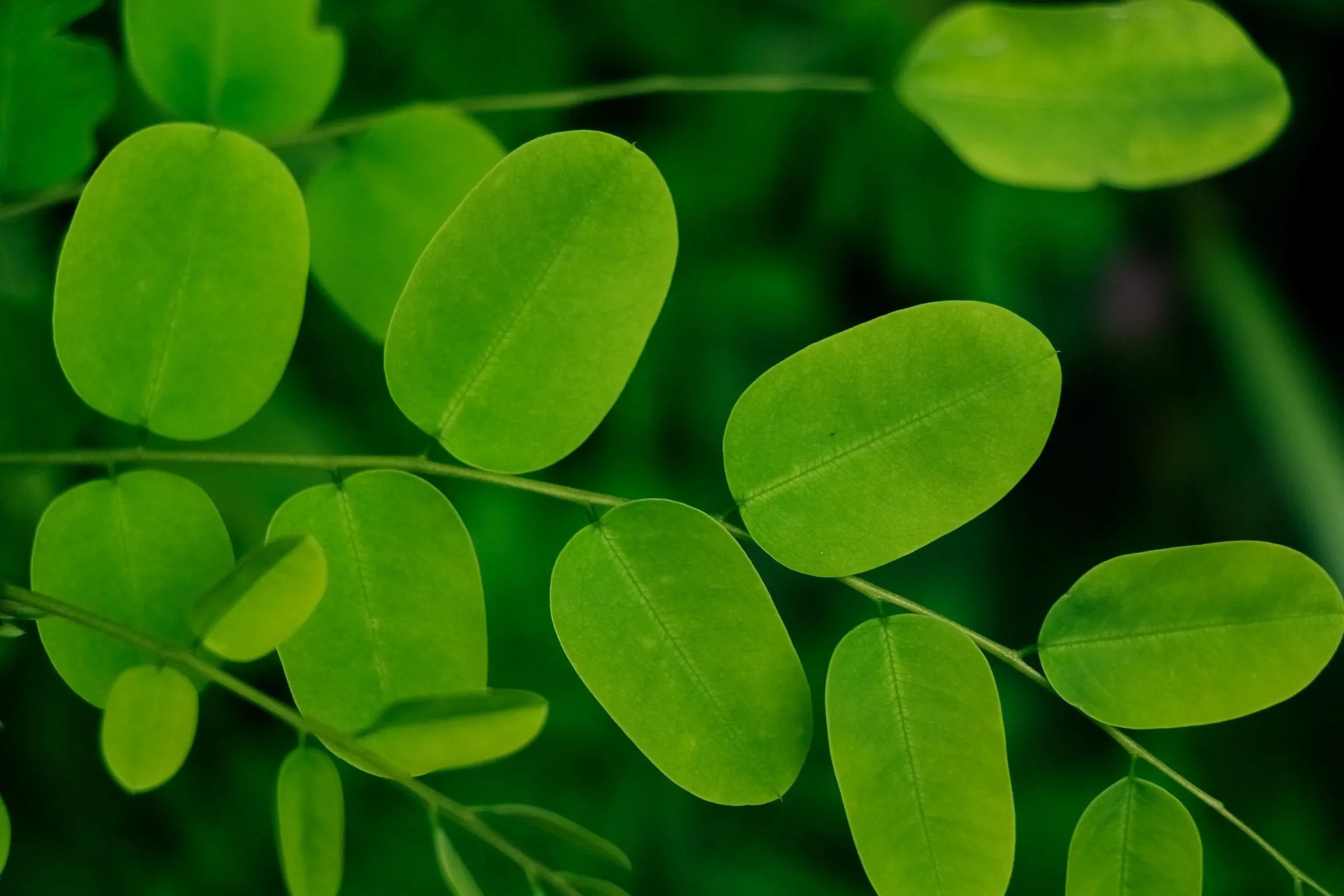 Moringa Pure: The Superfood For Optimal Health mi maiv